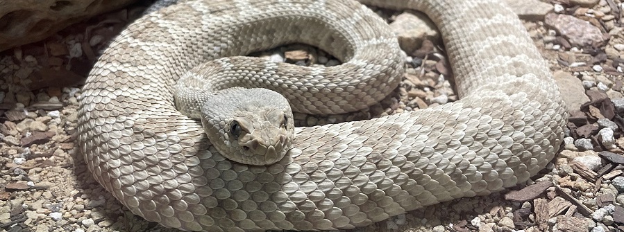 3 of 5, rattlesnake